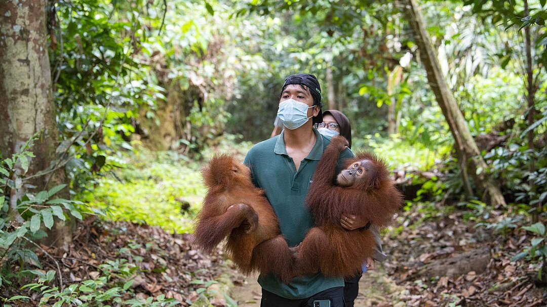 Orang Jungtiere Siti und Sudin in Bukit Tiga Puluh 