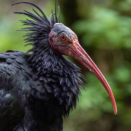 Ein dunkler Vogel mit rotem Kopf und langem roten Schnabel schaut von links im Profil ins Bild.