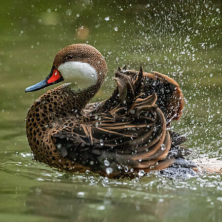[Translate to English:] On the picture you can see a White-Cheeked Pintail, which floats on water. The Bahama duck swings its wings so that the water splashes up. 