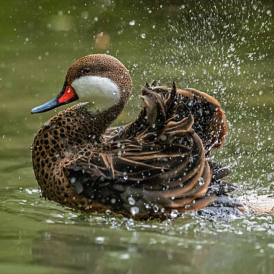 Auf dem Bild sieht man eine Bahamaente, welche auf Wasser schwimmt. Die Bahamaente schwingt ihre Flügel so das Wasser aufspritzt. 