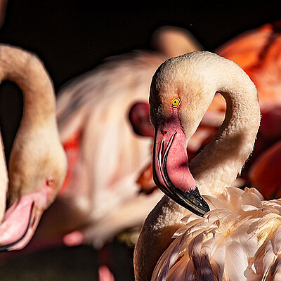 Das Bild zeigt einen rosa Flamingo mit einem großen gebogenen Schnabel. Im Hintergrund sind noch mehrere Flamingos zu sehen.