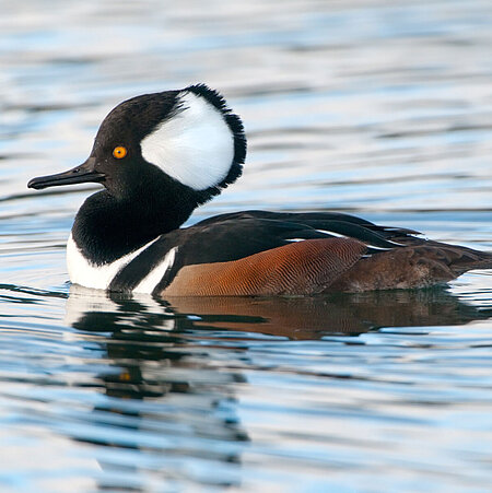 The picture shows a swimming Hooded Merganser from the side.