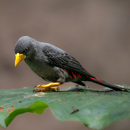 Grosbeak or Finch-billed Myna (Scissirostrum dubium) Schmalschnabelstar sitzt auf einem Blatt