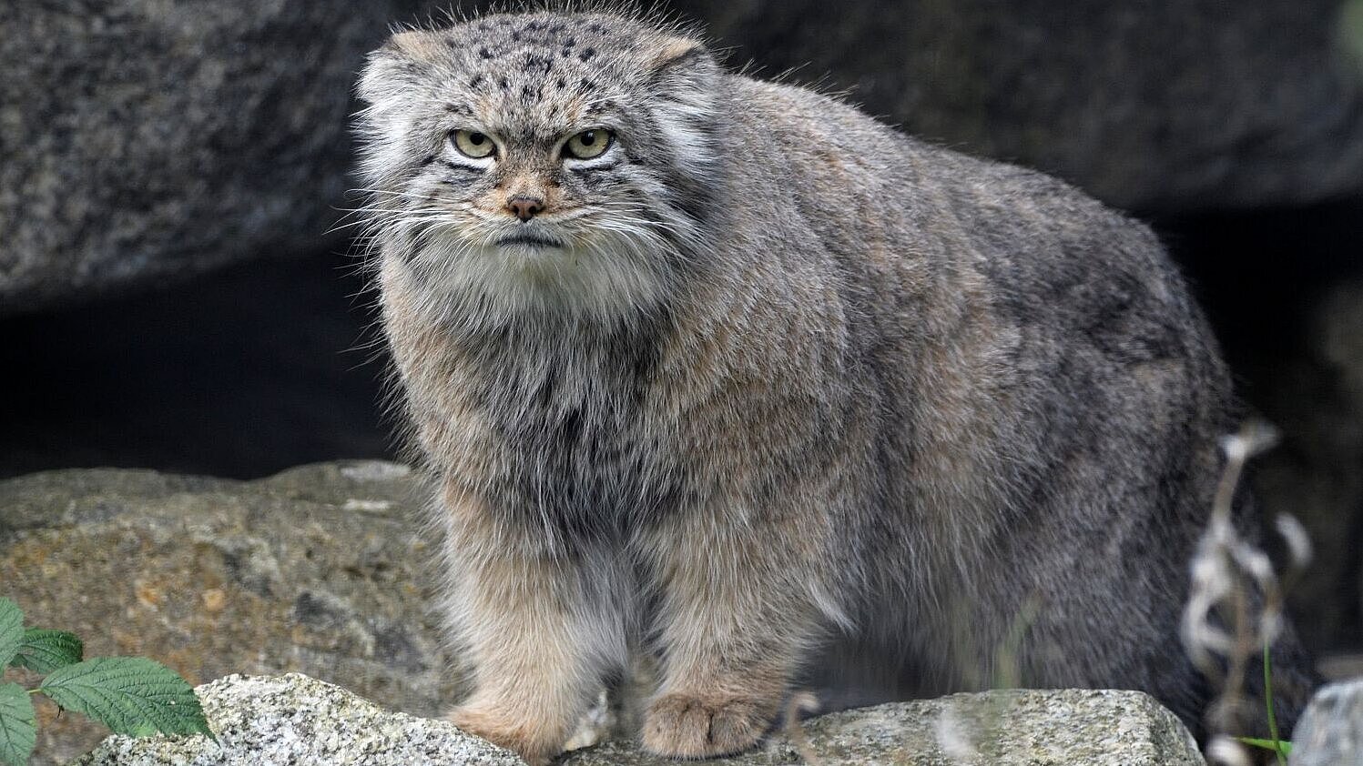Manul im Tierpark Hellabrunn