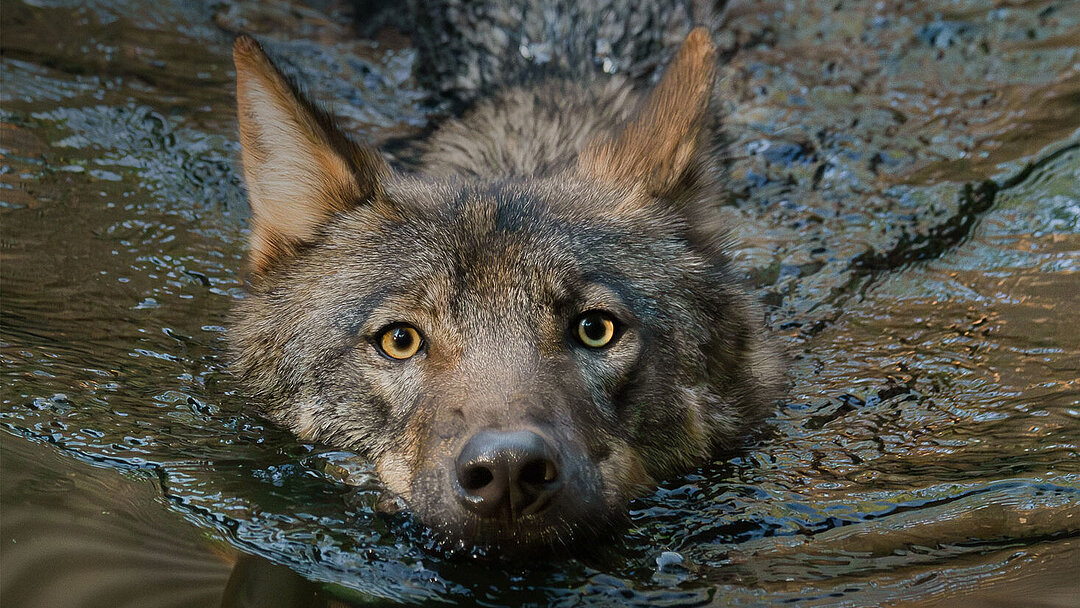 Das Titelbild des Tierparkkalenders 2024 zeigt einen schwimmenden Wolf