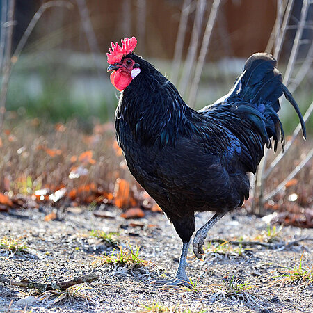 Eine Augsburger Huhn läuft über den sandigen Boden im Tierpark Hellabrunn. 