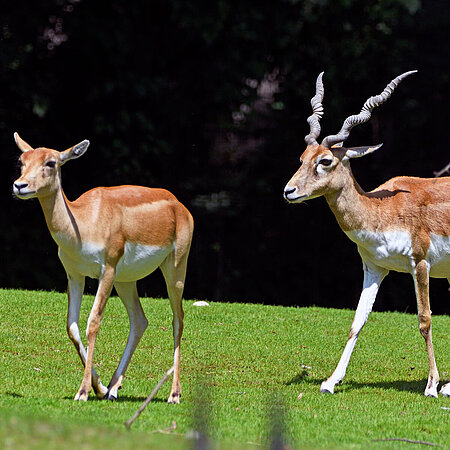 Two deer goat antelopes run across a green meadow in Hellabrunn Zoo.