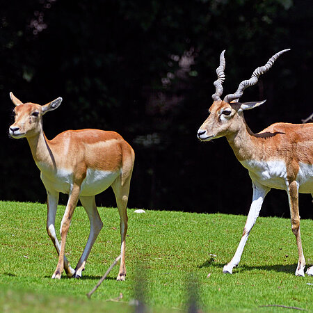 Zwei Hirschziegenantilopen laufen über eine grüne Wiese im Tierpark Hellabrunn.