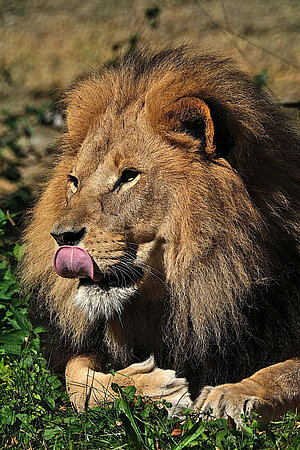Sommer-BBQ im Tierpark Hellabrunn sommer bbq tierpark hellabrunn