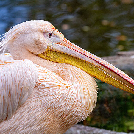 The picture shows a great white pelican from the side. You can see the big beak and its pink plumage. The pelican is squatting by a river. 