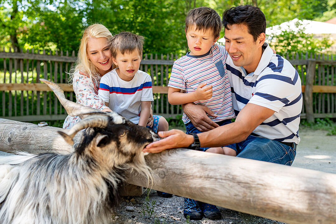 The parents are petting a goat in the petting enclosure with their two sons.