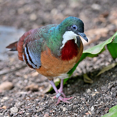Bartlett-Dolchstichtaube im Tierpark 