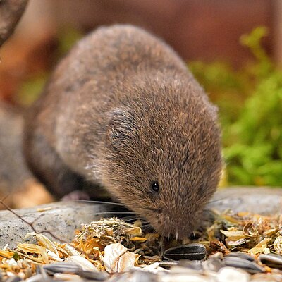 [Translate to English:] Bayerische Kurzohrmaus sitzt an Futternapf und knabbert Kerne.