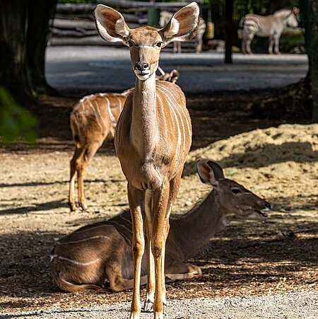 Ein brauner großer Kudu schaut frontal in die Kamera. Die Sonne scheint von rechts auf das Tier.