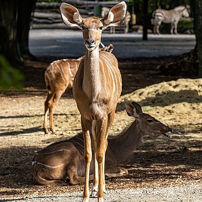 Ein brauner großer Kudu schaut frontal in die Kamera. Die Sonne scheint von rechts auf das Tier.