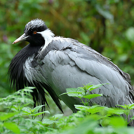 In the picture you can see a Demoiselle Crane standing in a green bush.