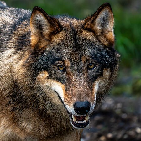Ein Wolf guckt geradeaus in die Kamera. Man sieht etwas die Zähne und Zunge.
