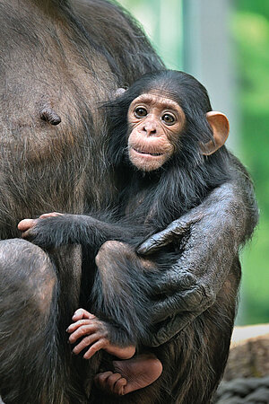 Die Titelseite des Tierparkkalenders 2027 zeigt das Schimpansen-Jungtier Ayana.