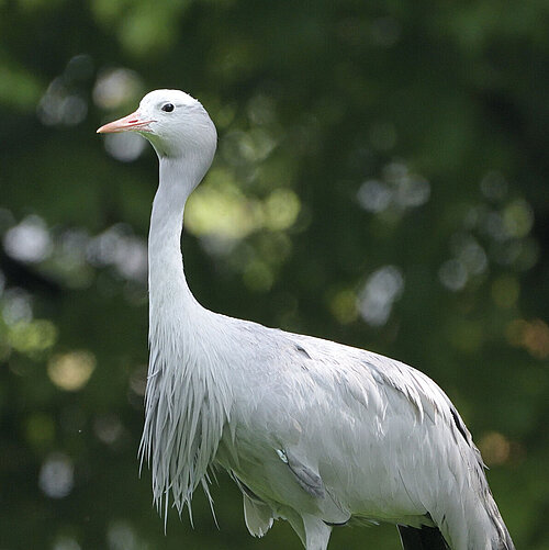 Paradieskranich Tierpark Hellabrunn