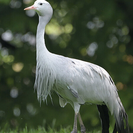 The photo shows a blue crane standing on a green meadow.