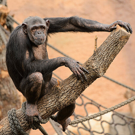 A chimpanzee sits on top of a branch and looks towards the camera.