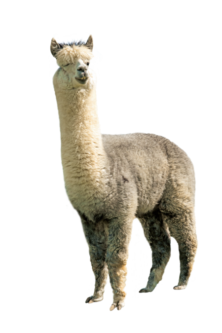 The picture shows an alpaca from the front. It looks directly into the camera.