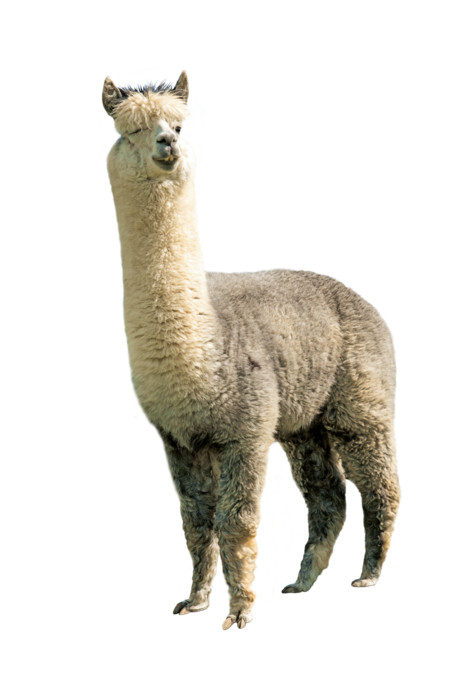 alpaca The picture shows an alpaca from the front. It looks directly into the camera.