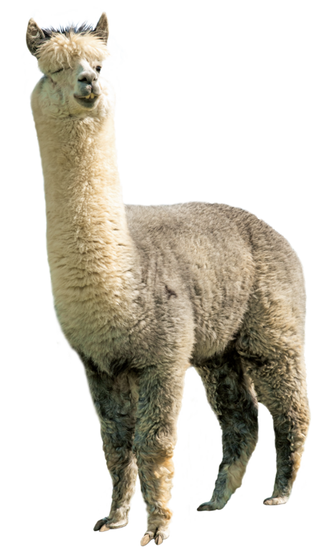 Alpaka Das Bild zeigt ein Alpaka von vorne. Es schaut direkt in die Kamera.