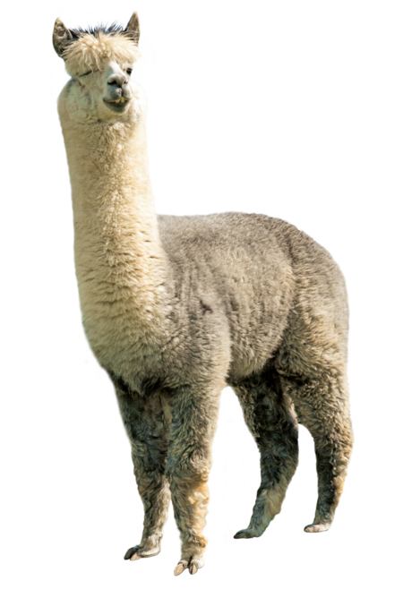 The picture shows an alpaca from the front. It looks directly into the camera.