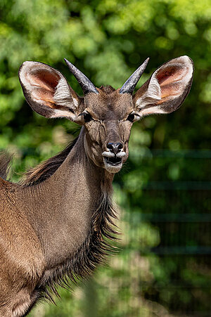 Es ist der Kopf eines Großen Kudus sichtbar, der im Grünen steht.