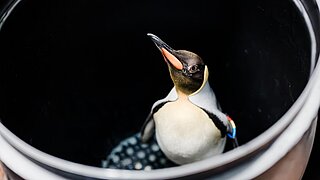 Königspinguin in Transportkiste im Tierpark Hellabrunn 
