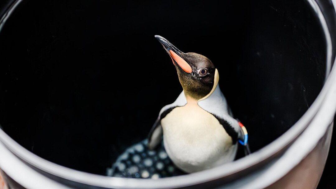 Königspinguin in Transportkiste im Tierpark Hellabrunn