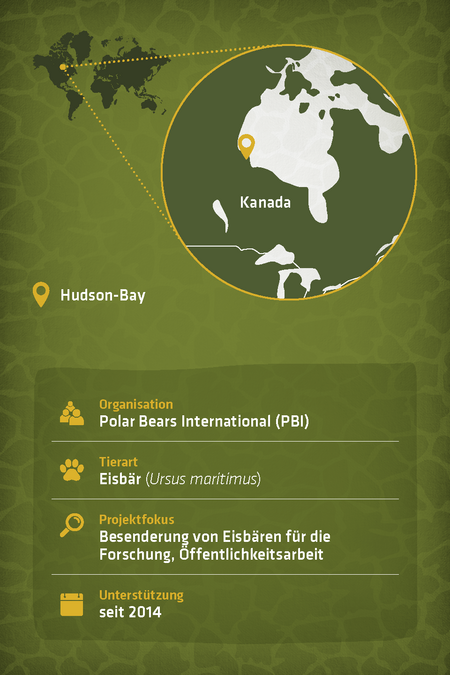 Steckbrief zu dem Artenschutzprojekt "Polarbears International"