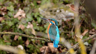 [Translate to English:] Eisvogel sitzend auf Ast.