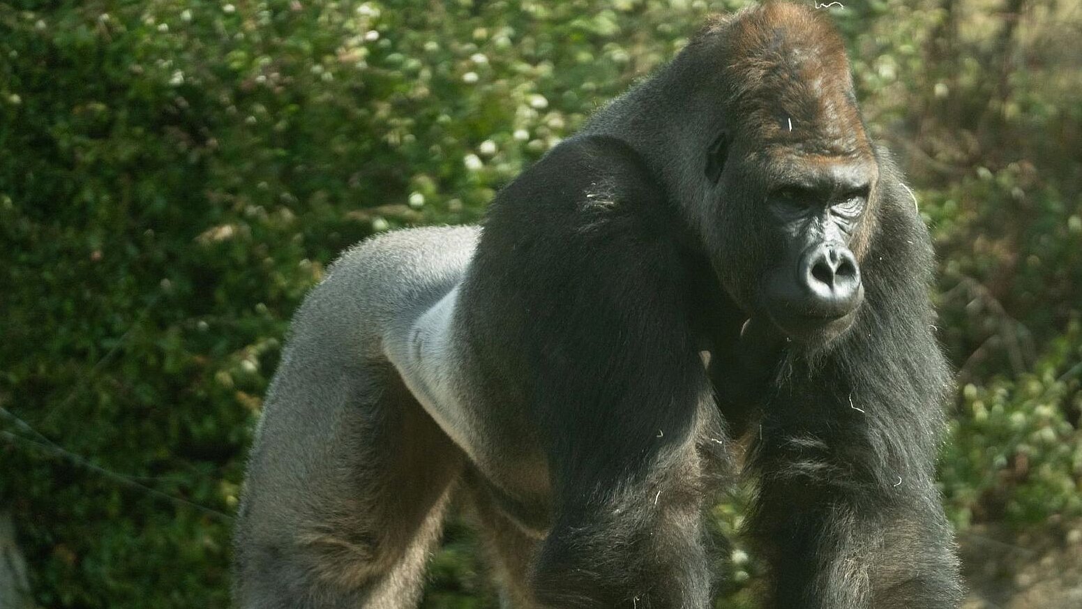 ein Männchen der Westlichen Flachlandgorillas stehend auf der Außenanlage