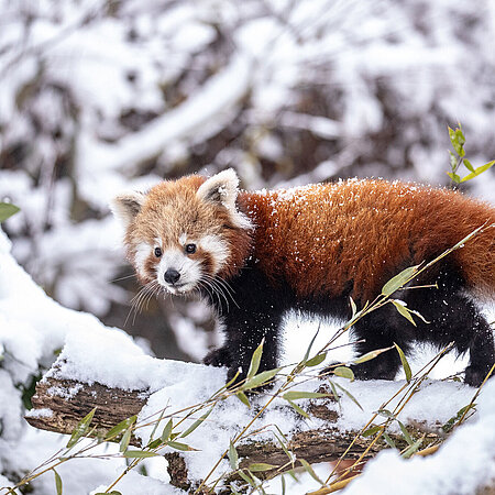 Save tickets now Ein rotes Panda-Jungtier im Schnee.