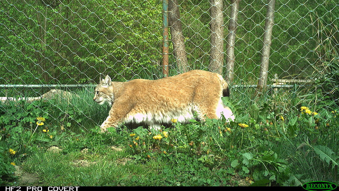 image lynx research Hellabrunn Zoo