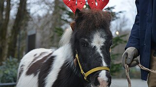 Pony geschmückt Nikolaus Umzug
