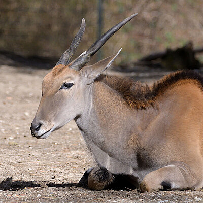 [Translate to English:] Eine Elenantilope liegt auf sandigem Grund und hat einen trägen Blick.