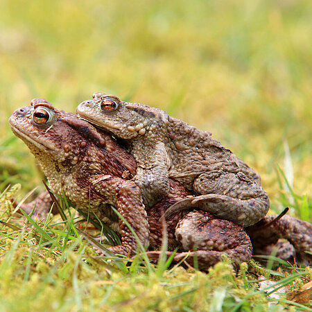 A common toad sits on a mossy tree stump in Hellabrunn Zoo.