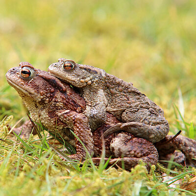 A common toad sits on a mossy tree stump in Hellabrunn Zoo.