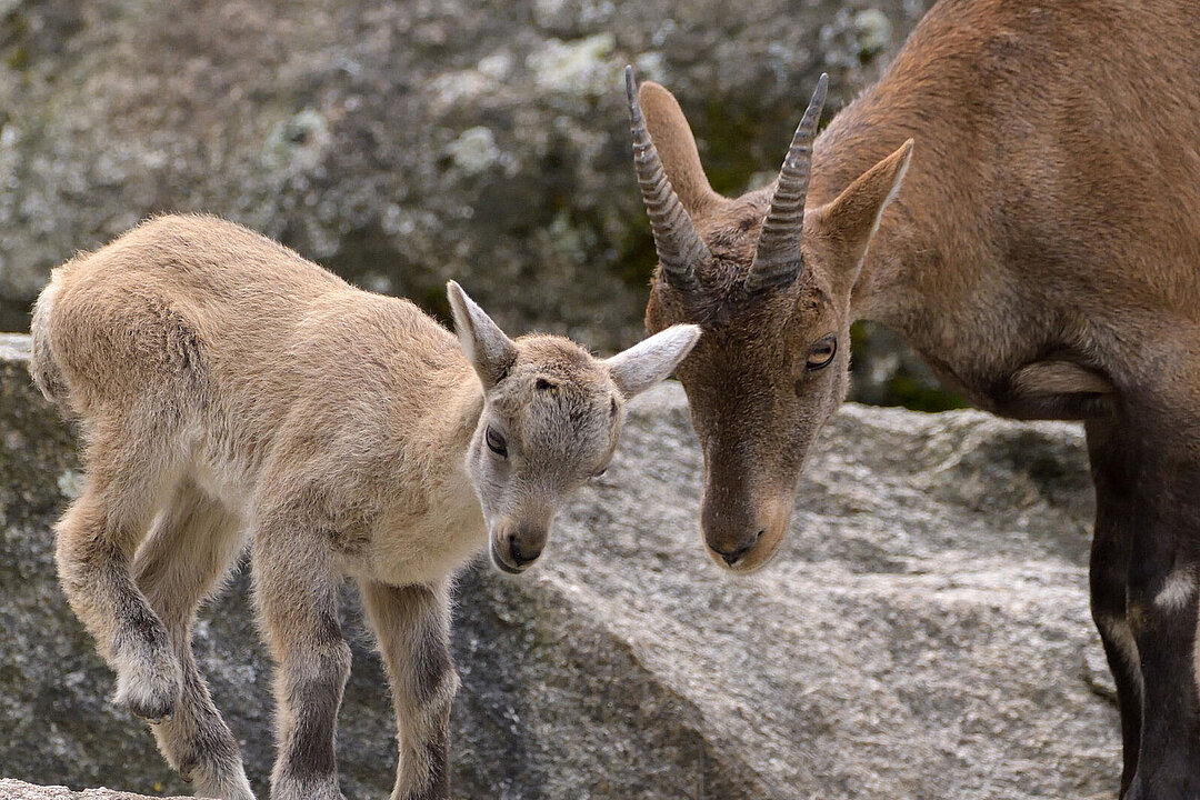 Ein Alpensteinbock mit seinem Jungtier.