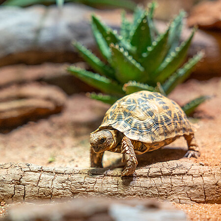 [Translate to English:] Eine Kalahari-Stachelrandschildkröte