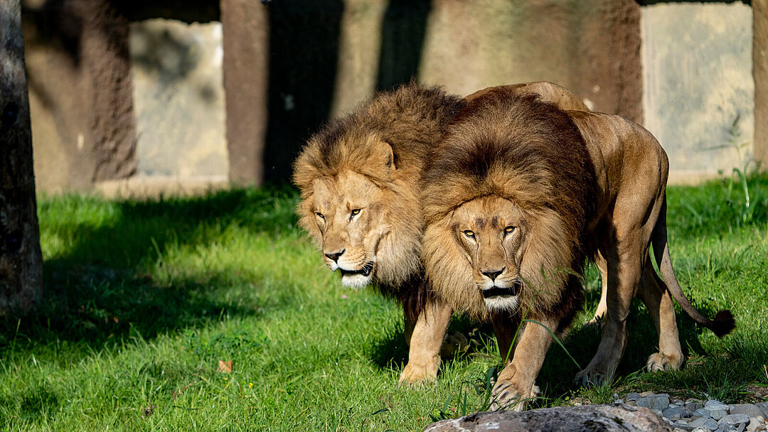 Die beiden Löwen Max und Benny auf der neuen Hellabrunner Löwenanlage