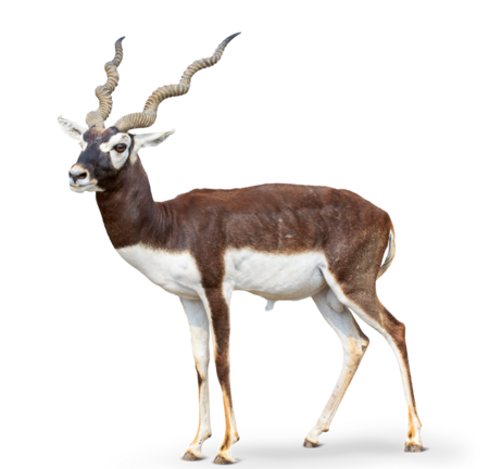 Das Bild zeigt eine Hirschziegenantilope im Profil. Sie hat zwei lange in sich gedrehte Hörner