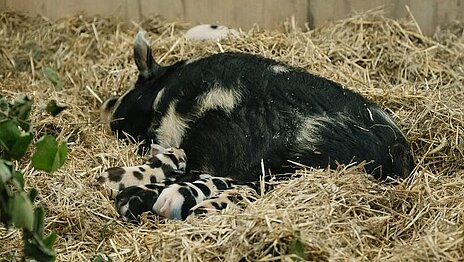 Die Kunekune-Mutter mit ihrem Nachwuchs.
