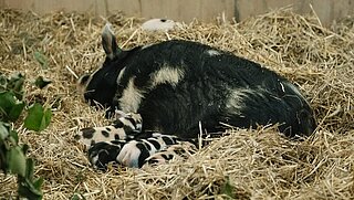 Die Kunekune-Mutter mit ihrem Nachwuchs.