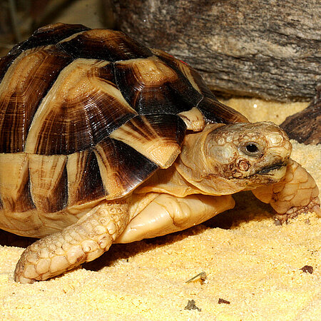 Ägyptische Landschildkröte 
