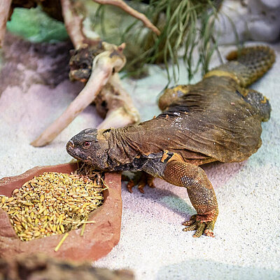 An Egyptian spiny-tailed dragon at Hellabrunn Zoo eating from her food bowl.