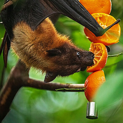 An Indian flying fox eats upside down from some hanging oranges.